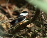 white bearded manakin2.jpg