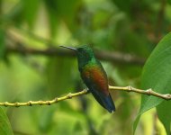 copper rumped hummer.jpg