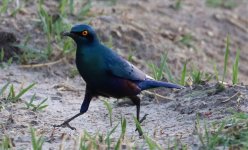 blue eared starling Botswana189 20191109.jpg