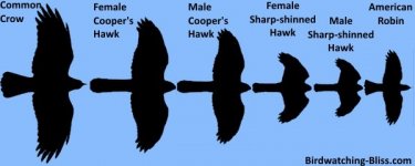 Cooper's vs Sharp-shinned Hawk ID.jpg