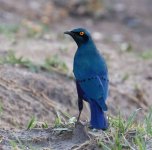 blue eared starling Botswana 181 20191109.jpg