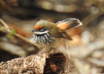 DSCN8061 Rufous Fantail bfthread.jpg