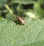 Bug on sunflower  01.jpg