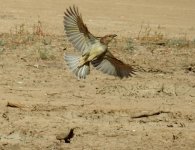 BF Spotted Bowerbird flight.jpg