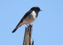 BF Hooded Robin thread.jpg