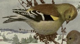 American goldfinch, autumnal.jpg