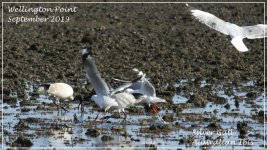Silver Gull & Australian Ibis.jpg