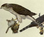 Cooper's hawk, immature.jpg