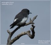 White-breasted Woodswallowbf.jpg