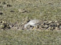 Grey-tailed Tattlerbf thread.jpg