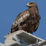 11-November-2019----Tawny-Eagle-(9).jpg