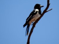 BF Pied Butcherbird thread.jpg