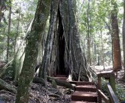 BF Sooty Owl roost tree thread.jpg