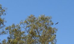 BF Black Kite  flight thread.jpg