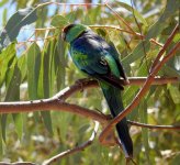 BF Australian Ringneck thread.jpg