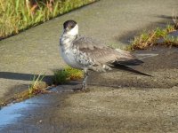 small skua 1.jpg