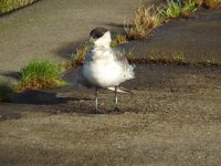 small skua 3.jpg