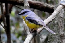 BF Eastern Yellow Robin thread.jpg