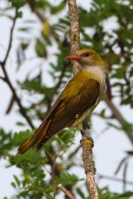 20170623 (11)_Golden_Oriole.JPG