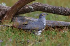 20170603 (16)_Cuckoo.JPG