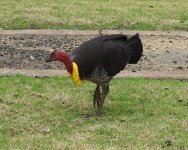 BF Australian Brushturkey thread.jpg