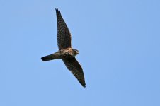 20161005 (5)_Merlin.JPG