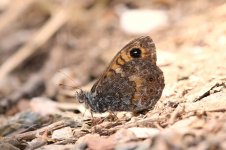 Corsican Wall Brown sc 2.jpg