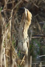 20181227 (29)_Bittern.JPG