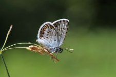 Corsican Silver-studded Blue sd 1.jpg