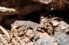 Lizard-Capitol-Reef-National-Park.jpg