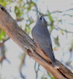 BF White-browed Woodswallow female thread.jpg