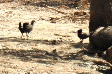 BF Black-tailed Nativehen thread.jpg