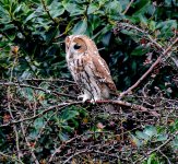 A three quarter Tawny Owl.jpg