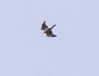 DSC01206. Bdrm.window Goshawk 1..jpeg