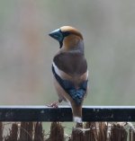 Hawfinch.jpg