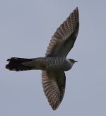 Common Cuckoo.jpg