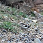 DSC05551 Snow Bunting Gboro.jpg