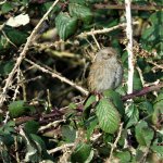 DSC05665sm Dunnock.jpg