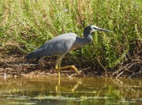 BF White-faced Heron thread.jpg