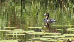 bfAustralasian Grebe thread.jpg