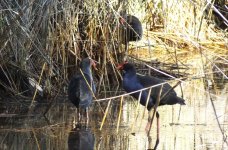 bf Australasian Swamphen thread.jpg