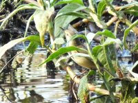 Bf Australian Reed Warbler thread.jpg