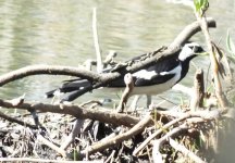 BF Magpie Lark thread.jpg