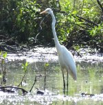 BF Great Egret thread.jpg