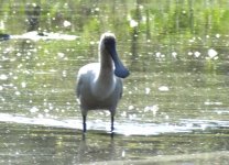 BF Royal Spoonbill thread.jpg