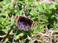 Butterfly Amboseli.jpg