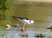 BF Pied Stilt thread.jpg