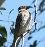 BF Noisy Friarbird thread.jpg