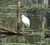 BF Little Egret thread.jpg