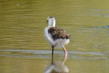 BF Pied Stilt juvenile thread.jpg